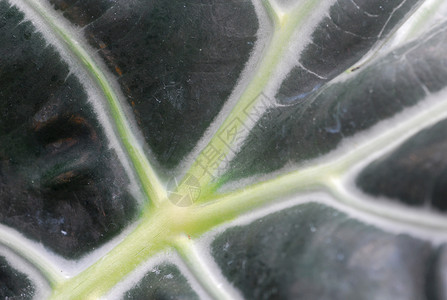 绿藻类植物叶树叶叶子海芋园艺绿色背景图片