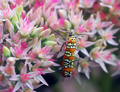 粉红白花上的橙色甲虫昆虫背景图片