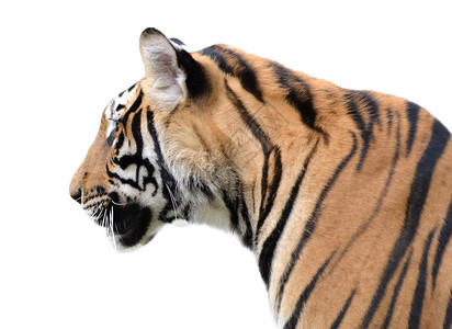孤立的老虎头白色捕食者濒危野生动物老虎猫科力量条纹动物毛皮背景图片
