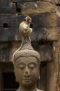 猴子头猴子坐在布泽头顶上背景