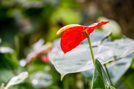 红flamamingo花花背景图片