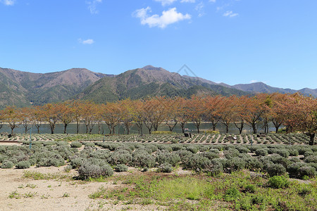 山岳和山林的景色植物爬坡木头公园蓝色红色花园旅行森林天空叶子高清图片素材