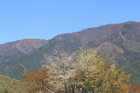 山岳和山林的景色樱花季节花园爬坡叶子红色木头蓝色天空植物湖高清图片素材