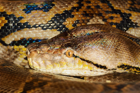 Python 符号爬行动物蛇形爬虫蛇皮动物群动物鳞状捕食者毒蛇蟒蛇背景图片