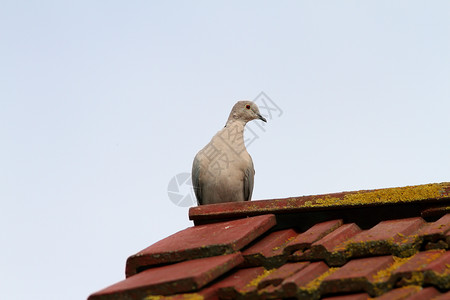 屋顶上的鸽子欧拉西领领的鸽子站在屋顶上背景
