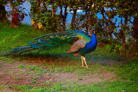 孔雀蓝色展览男性野生动物仪式跳舞羽毛动物活力绿色背景图片
