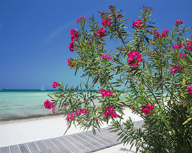 鲜花在沙滩上闪光背景图片