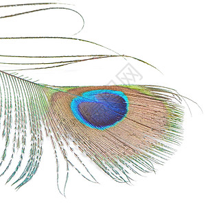 绿孔雀羽毛白色异国野生动物绿色情调眼睛尾巴动物蓝色背景图片