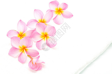 粉色带毛巾的柏油花瓣温泉白色热带香味异国花朵情调背景图片