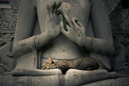 佛教与猫素材和平身体佛陀文化小憩石头头发宠物毛皮祷告动物背景