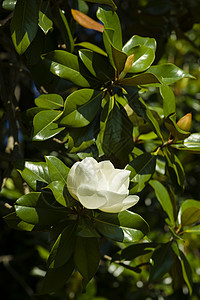 美兰花白花背景图片