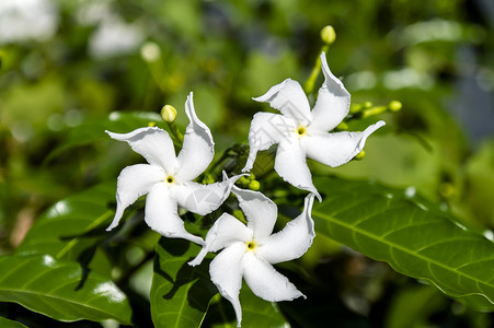 三朵茉莉花背景图片