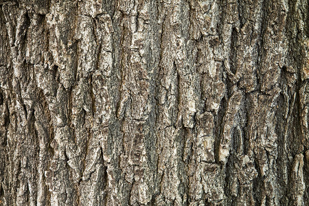 橡树树树皮纹理水平木头橡木树干背景图片