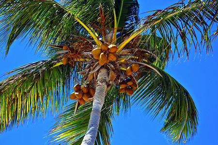 加勒比棕榈树背景图片