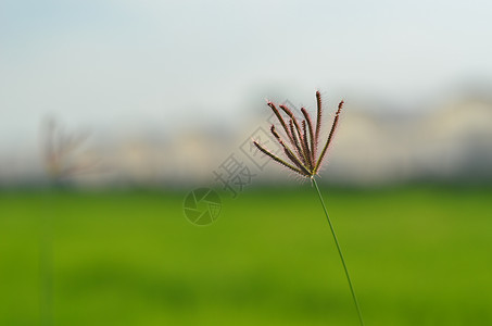 孤立草农业背景稻田纹理水稻栽培农场绿色场地温室背景图片