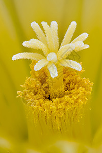 白花仙人掌 黑猪仙人掌雌蕊仙人球肉质宏观尾棘刺猬植物黄色背景图片
