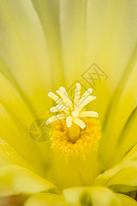 白花仙人掌 黑猪仙人掌尾棘黄色宏观仙人球雌蕊肉质刺猬植物背景图片