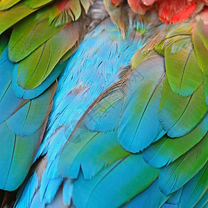 绿翅目蓝色的充满活力的高清图片