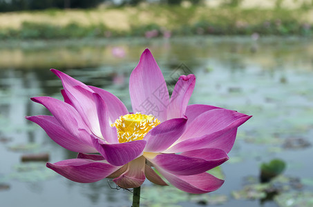 莲花和池塘背景图片