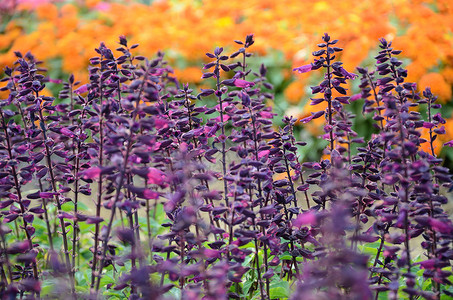 紫花花紫色场地花园园艺农场家庭园丁背景图片