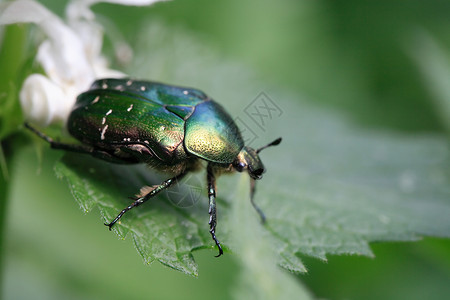绿甲虫宏东眼甲虫高清图片
