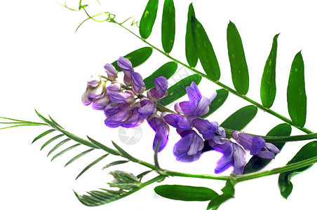 白叶孤立的花梨Vicia crca草本植物草地杂草植物学野花植物荒野蓝色紫色藤蔓背景