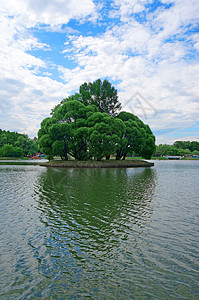 池塘中心树高的小岛 小树长在池塘中央背景图片
