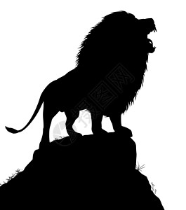 属地的狮子咆哮野生动物成人插图属地动物男性黑色哺乳动物鬃毛露头插画