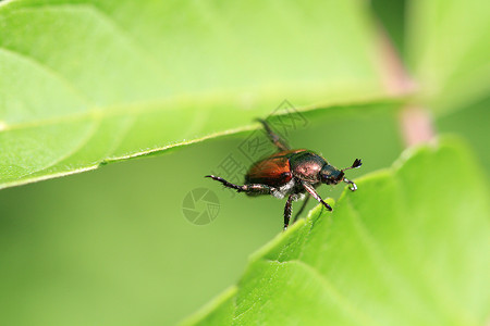 破坏性昆虫日本甲虫生物野生动物害虫植物绿色宏观昆虫金属损害棕色背景