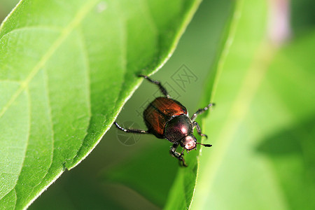 破坏性昆虫日本甲虫昆虫害虫棕色植物野生动物花园彩虹叶子宏观损害背景