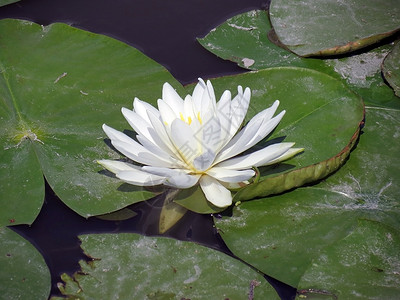 水百里蓝色荷花季节照片免版税气候阳光花园植物池塘背景图片