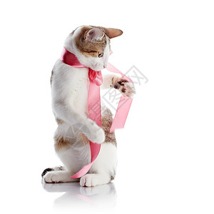 小猫用粉红色胶带玩高清图片