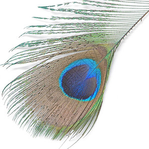 绿孔雀羽毛情调蓝色绿色尾巴异国野生动物眼睛白色动物背景图片