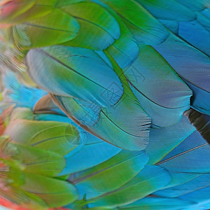 蓝色鹦鹉美丽充满活力的高清图片