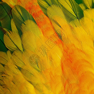太阳色羽毛白色黄色团体宠物热带异国鹦鹉太阳鸟类动物背景图片