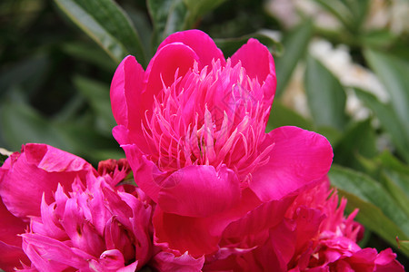 粉红小豹花园植物粉色花瓣背景图片