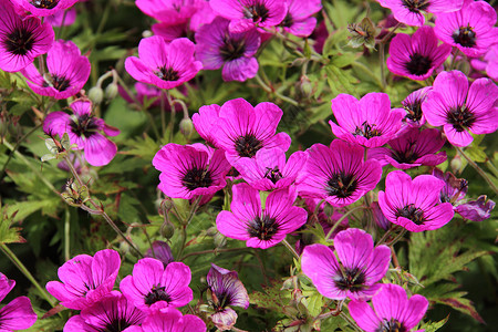 满盛开花粉紫色花园植物叶子花瓣背景图片