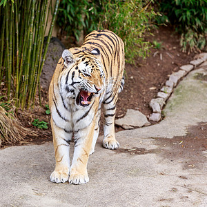 亚穆虎主题哺乳动物动物园老虎正方形条纹动物野生动物大猫宠物背景图片