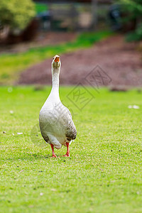 艾默登艾登鹅鹅家禽动物农场宠物白色脖子家畜羽毛范围免费背景