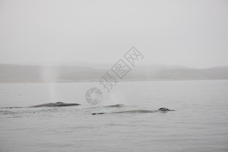 鲸情绪下雨情感戏剧性风景鲸鱼海洋野生动物大翅目气孔图片