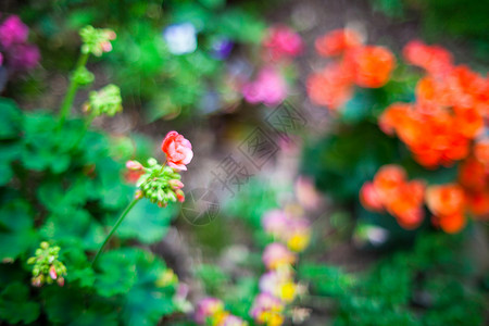 花朵多彩怪物花园散景背景植被背景图片