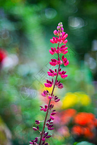 花朵多彩植被花园散景怪物背景背景图片