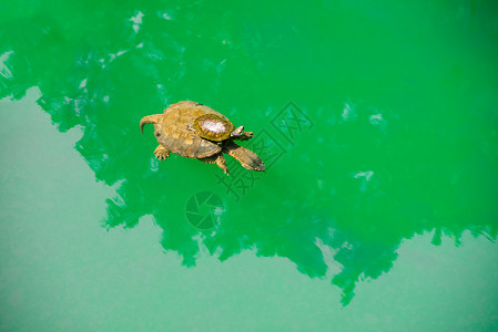 骑海龟婴儿海龟骑在母亲的背上 在绿色海水中背景