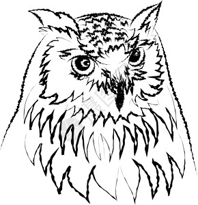 鹰的眼睛西伯利亚鹰猫头鹰 或布博白色插图食肉草图棕色眼睛翅膀捕食者荒野动物设计图片