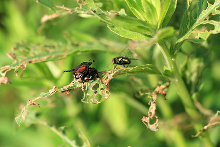 破坏性昆虫日本甲虫生物昆虫损害金属叶子漏洞彩虹植物花园害虫背景