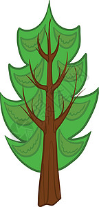 卡通针叶树 孤立的植物绘画环境植物群绿色云杉插图枞树树木公园背景图片