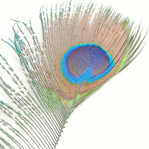 绿孔雀羽毛异国野生动物蓝色白色绿色眼睛动物情调尾巴背景图片