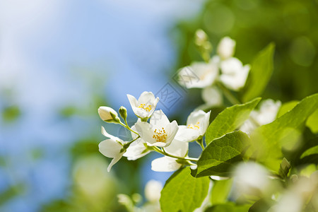 椿芽茉莉花生长花束环境植物蓝色茉莉植物学花瓣天空柔软度背景