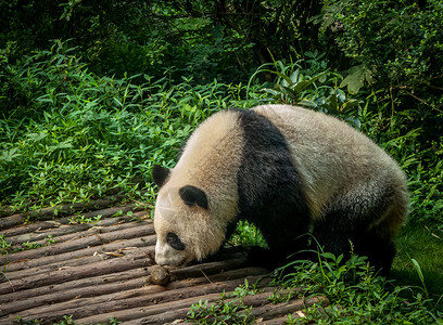 大熊猫的食物潘达成都树木野生动物森林食物婴儿孩子哺乳动物熊猫幼兽木头背景