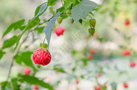 红丁环花花背景图片